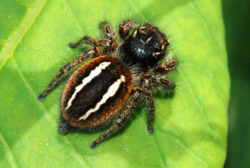 Philaeus chrysops